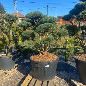 Borovica lesná (Pinus Sylvestris) ´WATERERI´ (-30°C) - výška: 100-125 cm, kont. C230L